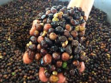 Carbonic Maceration Process
